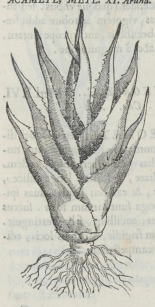 An illustration from Nova plantarum, animalium et mineralium Mexicanorum historia, 1651, leaf 297