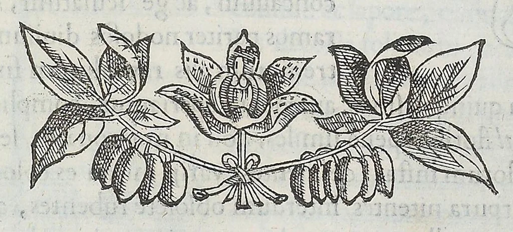 An illustration from Nova plantarum, animalium et mineralium Mexicanorum historia, 1651, leaf 304