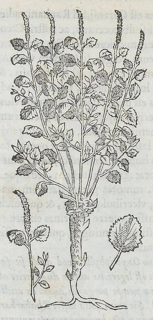 An illustration from Nova plantarum, animalium et mineralium Mexicanorum historia, 1651, leaf 317