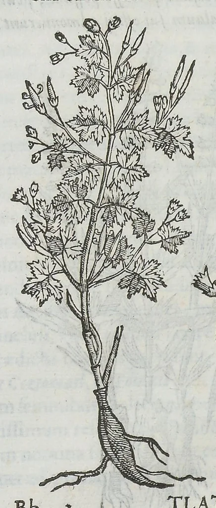 An illustration from Nova plantarum, animalium et mineralium Mexicanorum historia, 1651, leaf 317