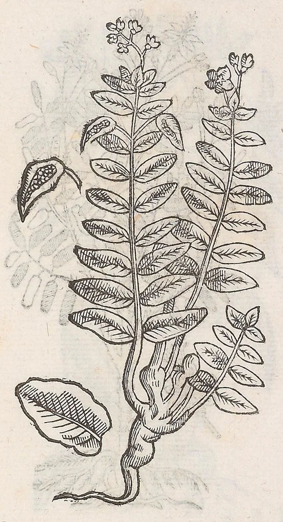 An illustration from Nova plantarum, animalium et mineralium Mexicanorum historia, 1651, leaf 386