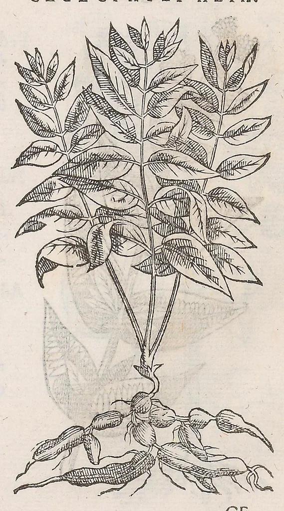 An illustration from Nova plantarum, animalium et mineralium Mexicanorum historia, 1651, leaf 386