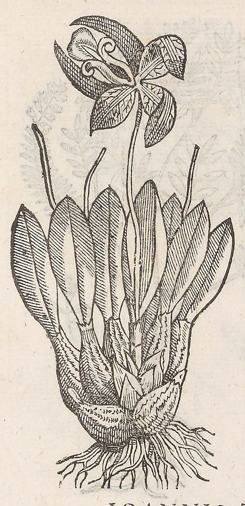 An illustration from Nova plantarum, animalium et mineralium Mexicanorum historia, 1651, leaf 392