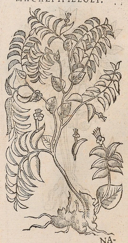 An illustration from Nova plantarum, animalium et mineralium Mexicanorum historia, 1651, leaf 412