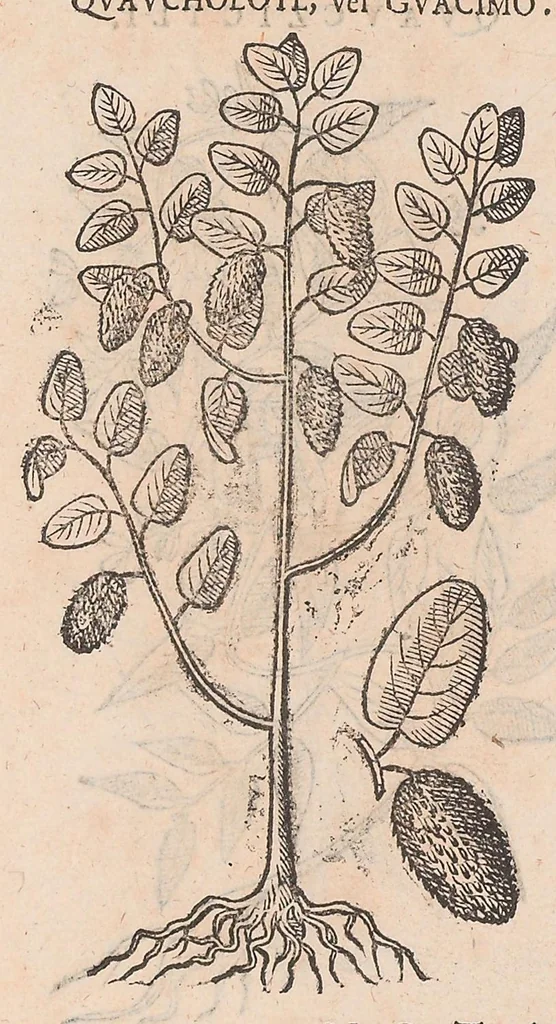 An illustration from Nova plantarum, animalium et mineralium Mexicanorum historia, 1651, leaf 425