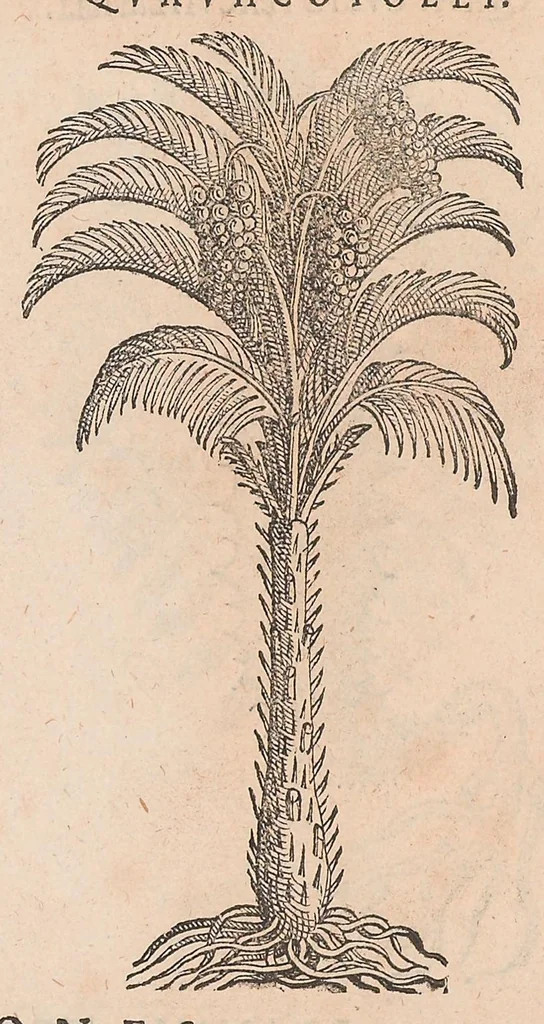 An illustration from Nova plantarum, animalium et mineralium Mexicanorum historia, 1651, leaf 425