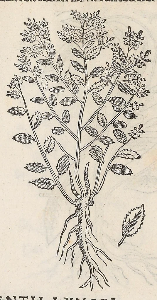 An illustration from Nova plantarum, animalium et mineralium Mexicanorum historia, 1651, leaf 460