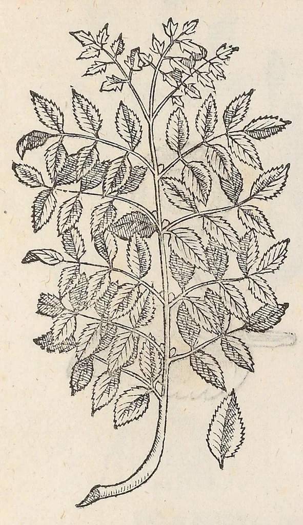 An illustration from Nova plantarum, animalium et mineralium Mexicanorum historia, 1651, leaf 460