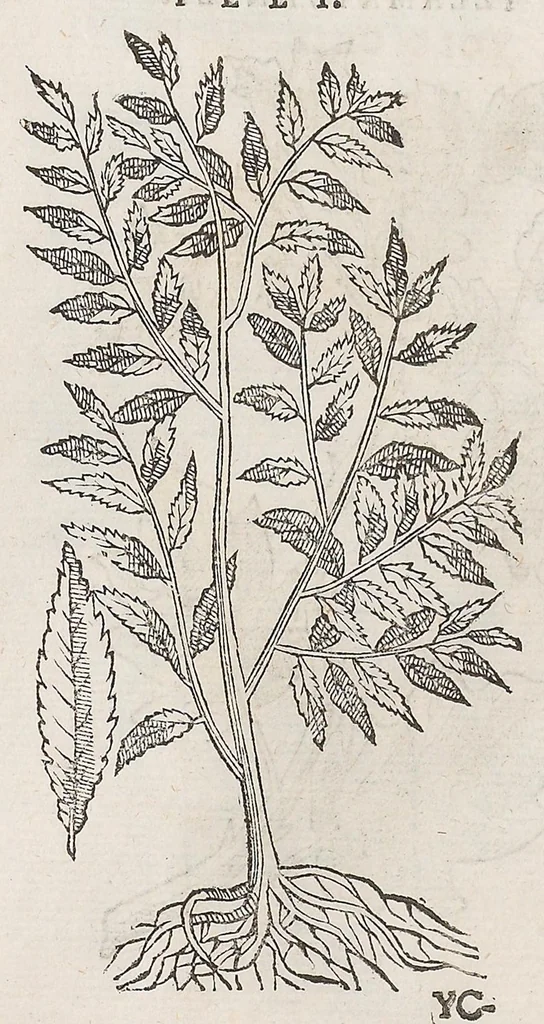 An illustration from Nova plantarum, animalium et mineralium Mexicanorum historia, 1651, leaf 468