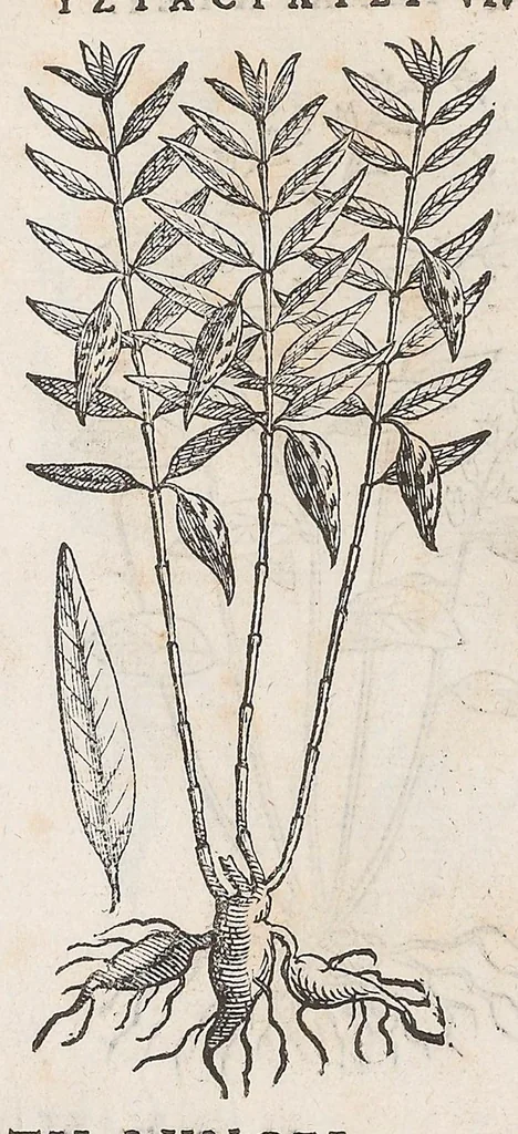 An illustration from Nova plantarum, animalium et mineralium Mexicanorum historia, 1651, leaf 474