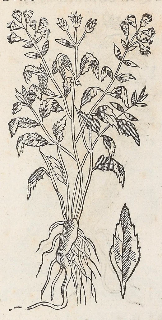 An illustration from Nova plantarum, animalium et mineralium Mexicanorum historia, 1651, leaf 474