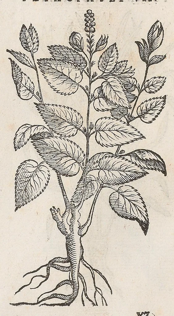 An illustration from Nova plantarum, animalium et mineralium Mexicanorum historia, 1651, leaf 474