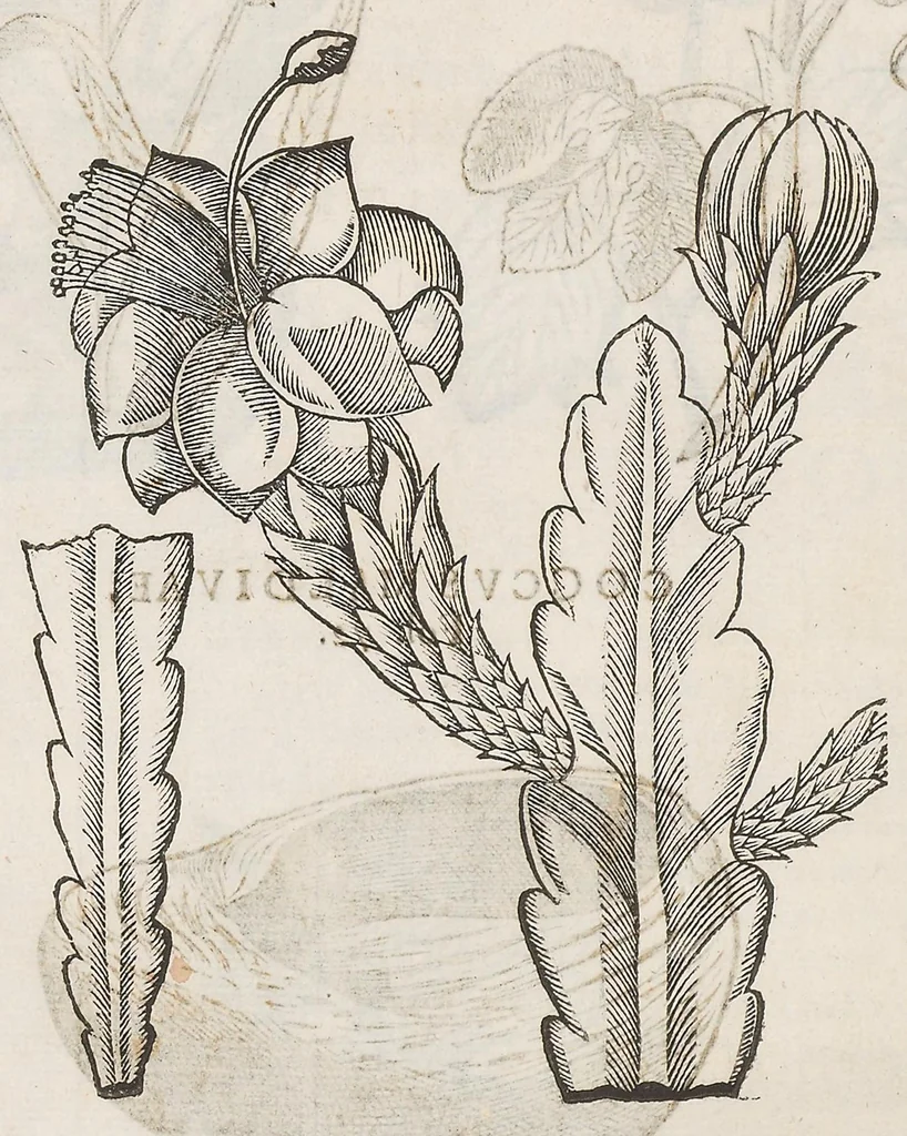 An illustration from Nova plantarum, animalium et mineralium Mexicanorum historia, 1651, leaf 481