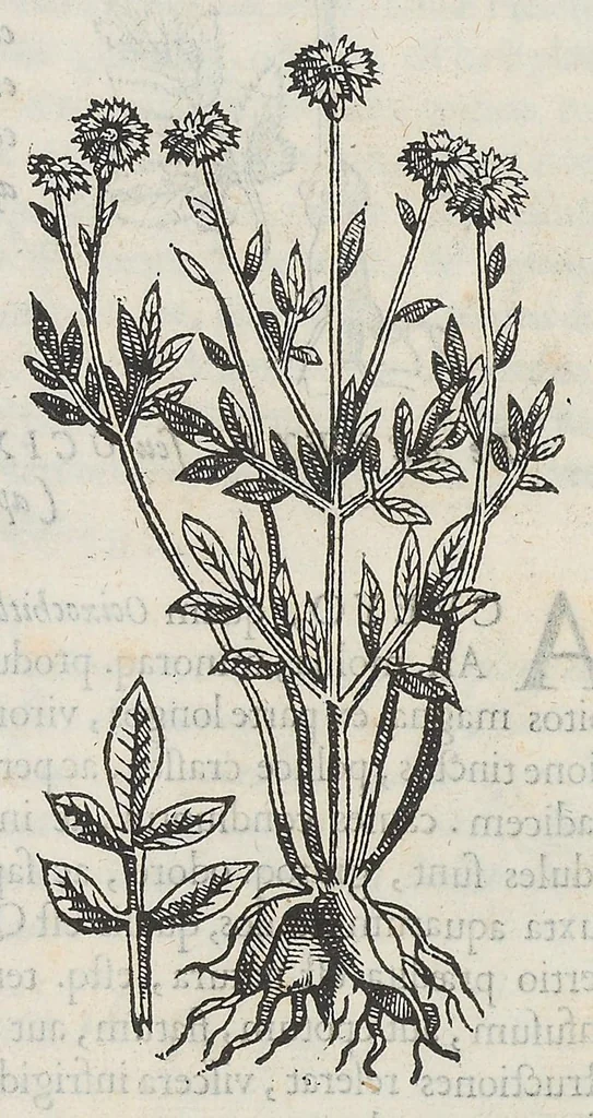 An illustration from Nova plantarum, animalium et mineralium Mexicanorum historia, 1651, leaf 55
