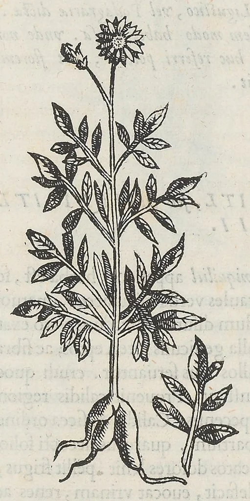 An illustration from Nova plantarum, animalium et mineralium Mexicanorum historia, 1651, leaf 55