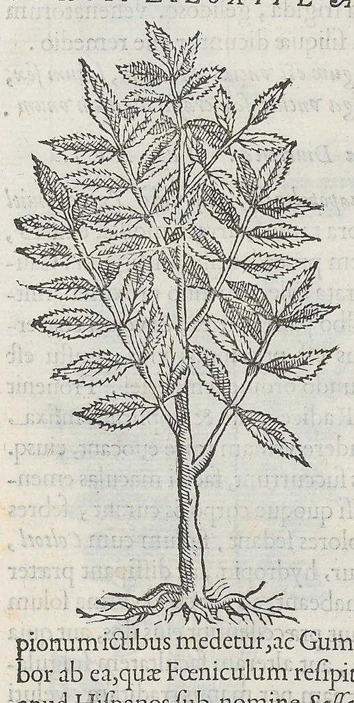 An illustration from Nova plantarum, animalium et mineralium Mexicanorum historia, 1651, leaf 61