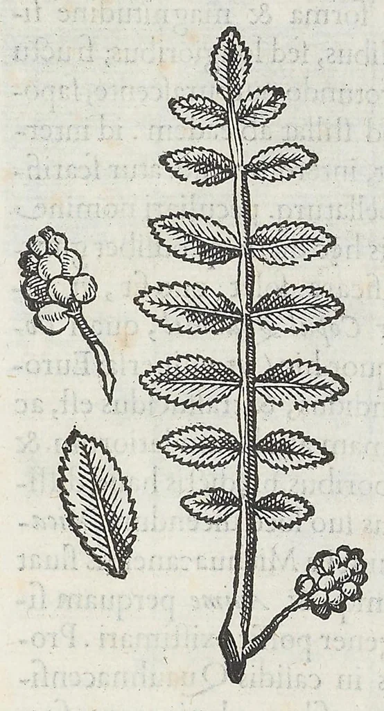 An illustration from Nova plantarum, animalium et mineralium Mexicanorum historia, 1651, leaf 70