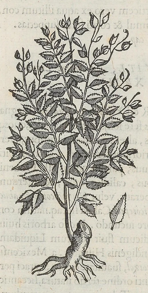 An illustration from Nova plantarum, animalium et mineralium Mexicanorum historia, 1651, leaf 79