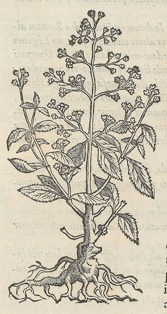 An illustration from Nova plantarum, animalium et mineralium Mexicanorum historia, 1651, leaf 90