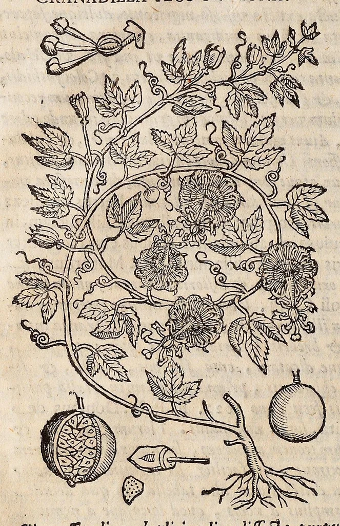 An illustration from Nova plantarum, animalium et mineralium Mexicanorum historia, 1651, leaf 923
