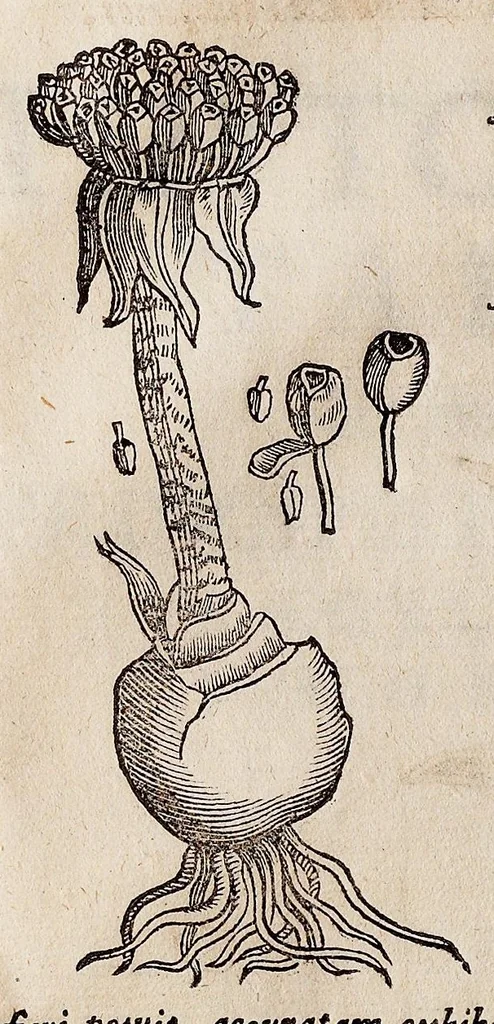 An illustration from Nova plantarum, animalium et mineralium Mexicanorum historia, 1651, leaf 933