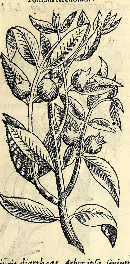 An illustration from Nova plantarum, animalium et mineralium Mexicanorum historia, 1651, leaf 101