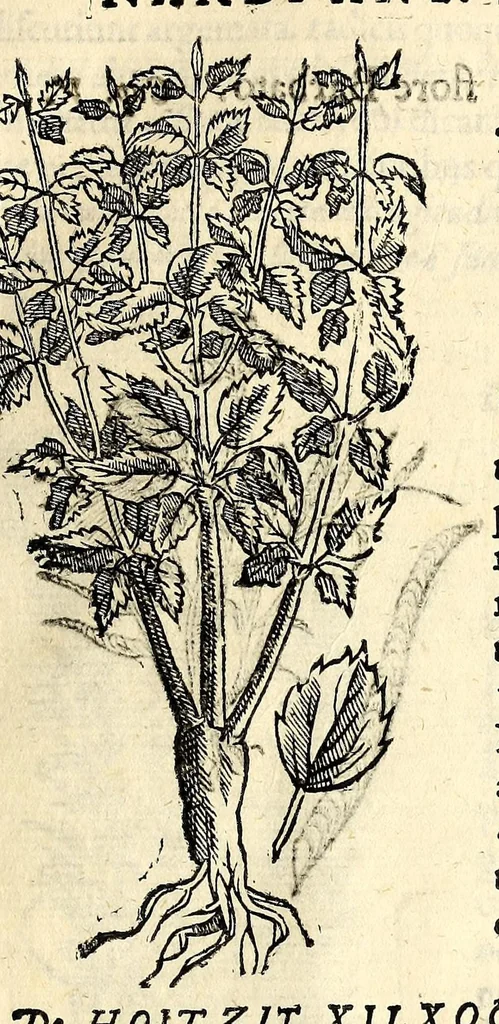 An illustration from Nova plantarum, animalium et mineralium Mexicanorum historia, 1651, leaf 119