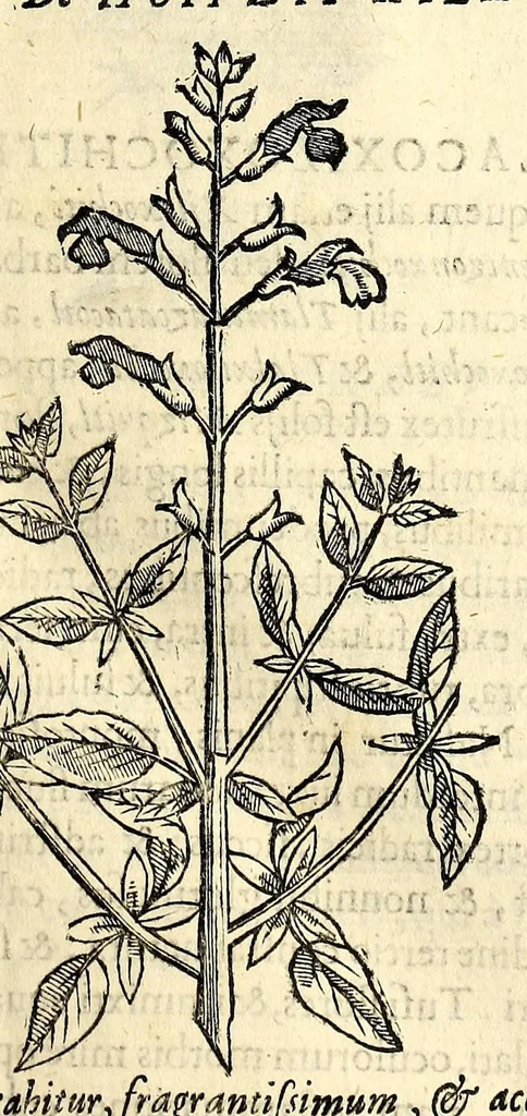 An illustration from Nova plantarum, animalium et mineralium Mexicanorum historia, 1651, leaf 119