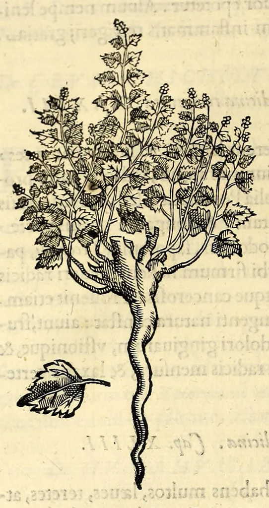 An illustration from Nova plantarum, animalium et mineralium Mexicanorum historia, 1651, leaf 146