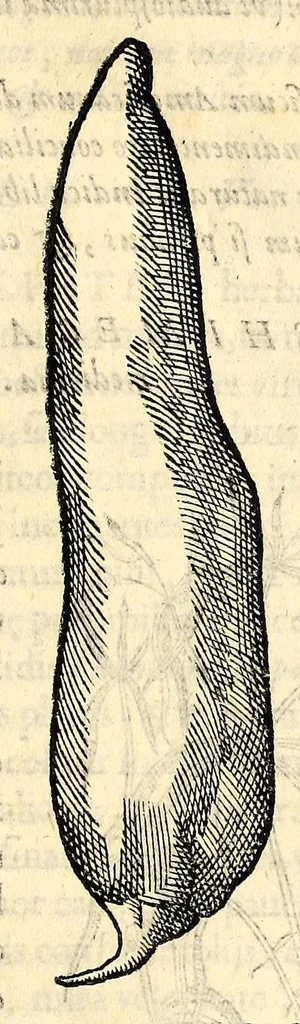 An illustration from Nova plantarum, animalium et mineralium Mexicanorum historia, 1651, leaf 153