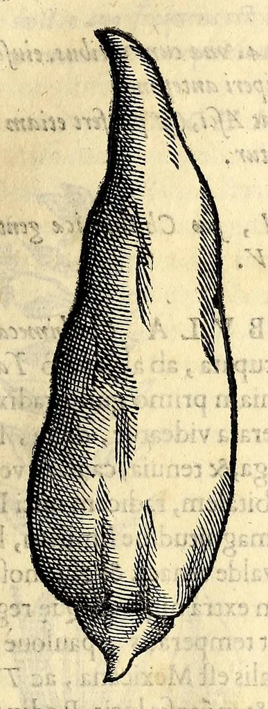 An illustration from Nova plantarum, animalium et mineralium Mexicanorum historia, 1651, leaf 153