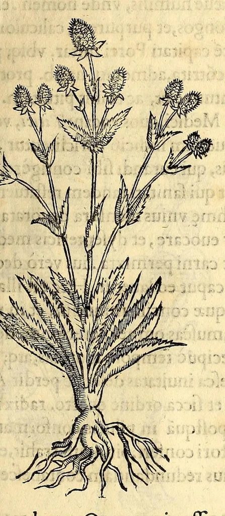 An illustration from Nova plantarum, animalium et mineralium Mexicanorum historia, 1651, leaf 159