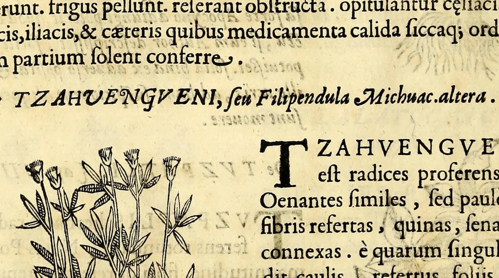 An illustration from Nova plantarum, animalium et mineralium Mexicanorum historia, 1651, leaf 164