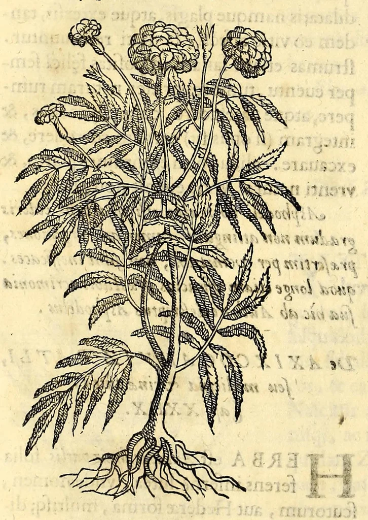 An illustration from Nova plantarum, animalium et mineralium Mexicanorum historia, 1651, leaf 170