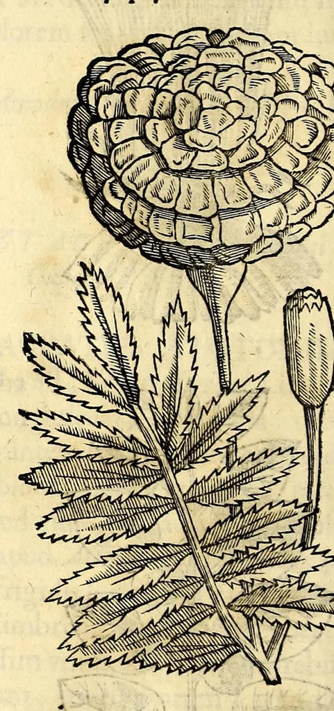 An illustration from Nova plantarum, animalium et mineralium Mexicanorum historia, 1651, leaf 170