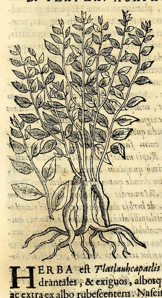 An illustration from Nova plantarum, animalium et mineralium Mexicanorum historia, 1651, leaf 182