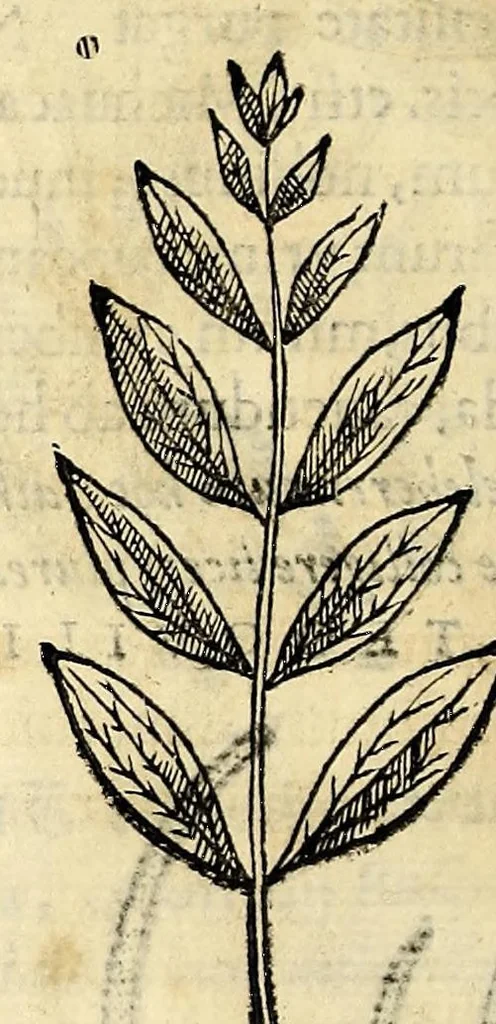 An illustration from Nova plantarum, animalium et mineralium Mexicanorum historia, 1651, leaf 182