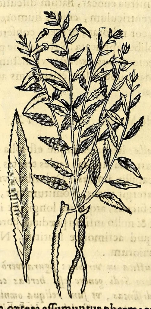 An illustration from Nova plantarum, animalium et mineralium Mexicanorum historia, 1651, leaf 188