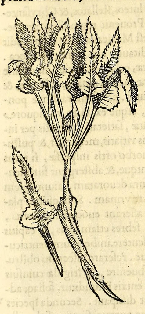 An illustration from Nova plantarum, animalium et mineralium Mexicanorum historia, 1651, leaf 206