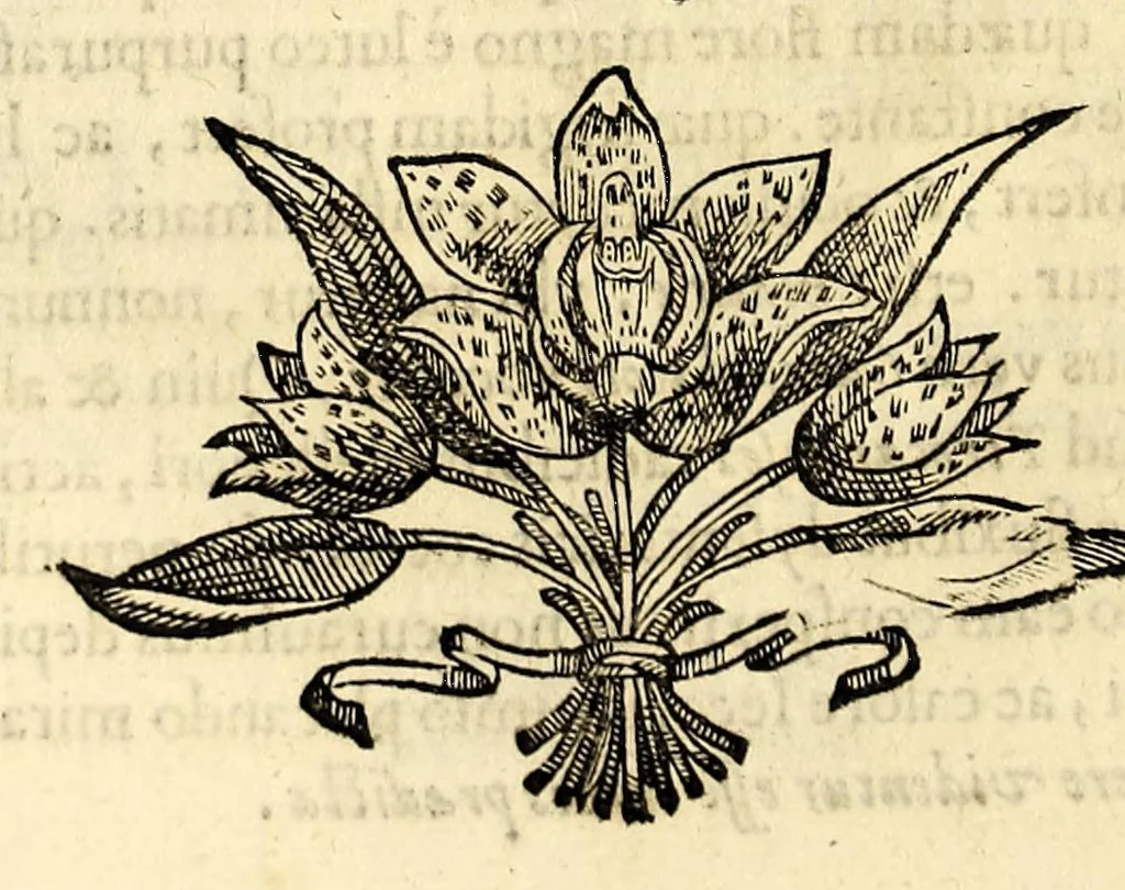 An illustration from Nova plantarum, animalium et mineralium Mexicanorum historia, 1651, leaf 206