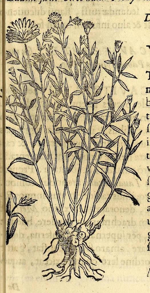 An illustration from Nova plantarum, animalium et mineralium Mexicanorum historia, 1651, leaf 213