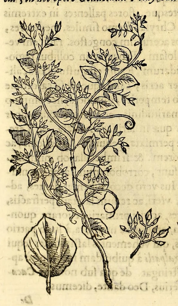 An illustration from Nova plantarum, animalium et mineralium Mexicanorum historia, 1651, leaf 218