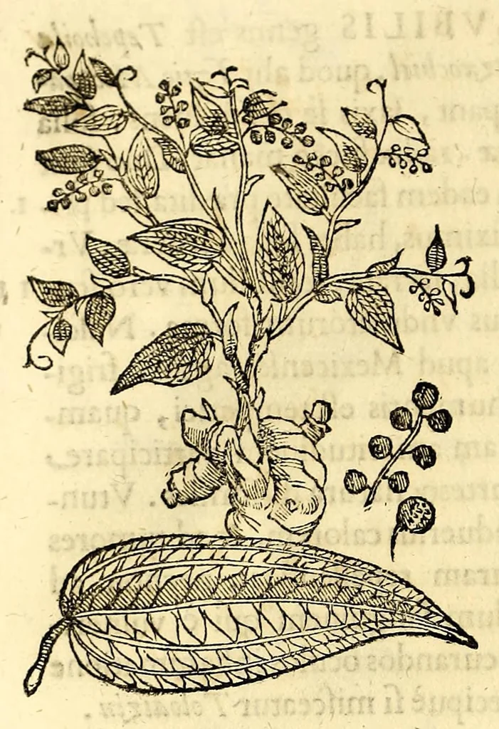 An illustration from Nova plantarum, animalium et mineralium Mexicanorum historia, 1651, leaf 230