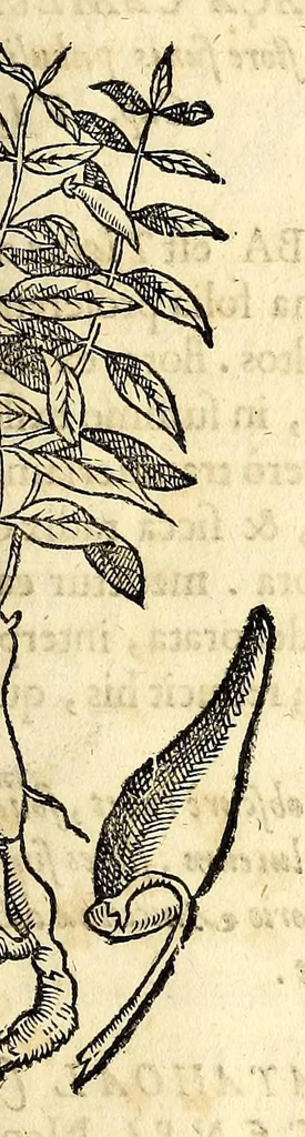 An illustration from Nova plantarum, animalium et mineralium Mexicanorum historia, 1651, leaf 243