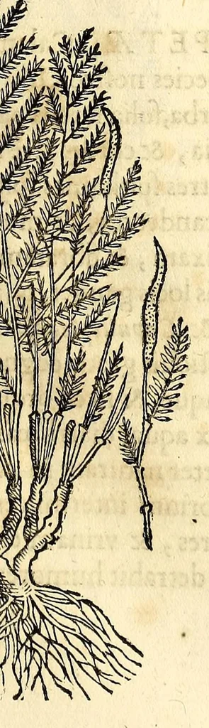 An illustration from Nova plantarum, animalium et mineralium Mexicanorum historia, 1651, leaf 243