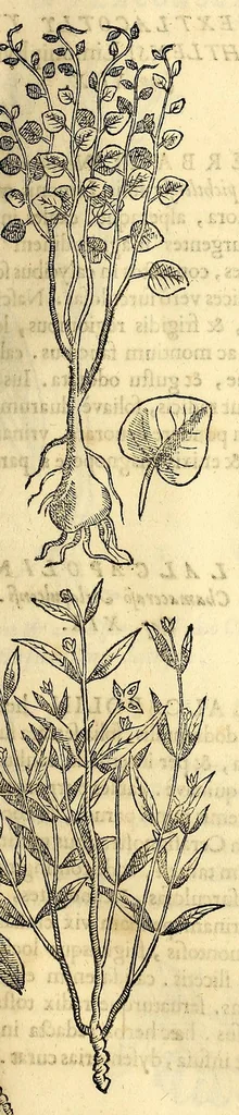 An illustration from Nova plantarum, animalium et mineralium Mexicanorum historia, 1651, leaf 249