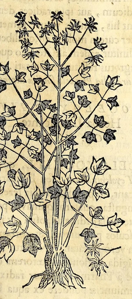 An illustration from Nova plantarum, animalium et mineralium Mexicanorum historia, 1651, leaf 255