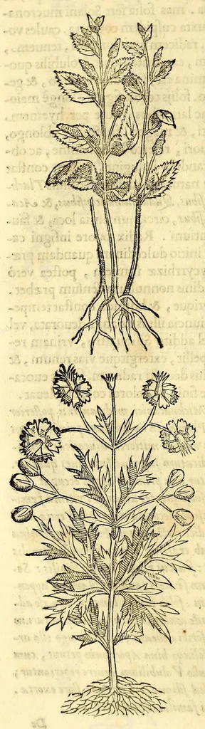 An illustration from Nova plantarum, animalium et mineralium Mexicanorum historia, 1651, leaf 260