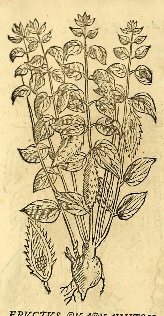 An illustration from Nova plantarum, animalium et mineralium Mexicanorum historia, 1651, leaf 270