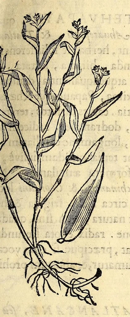 An illustration from Nova plantarum, animalium et mineralium Mexicanorum historia, 1651, leaf 283